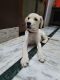 Labrador Retriever Puppies for sale in Bahadurgarh, Haryana 126112, India. price: 16000 INR