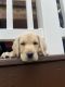 Labrador Retriever Puppies for sale in Greensburg, PA 15601, USA. price: NA
