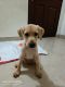 Labrador Retriever Puppies for sale in Titwala, Maharashtra 421605, India. price: NA