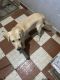 Labrador Retriever Puppies for sale in Kallikuppam, Ambattur, Chennai, Tamil Nadu 600053, India. price: NA