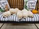 Labrador Retriever Puppies for sale in Mid Michigan, Midland, MI 48640, USA. price: NA