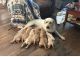 Labrador Retriever Puppies for sale in Mt Pleasant, MI 48858, USA. price: $1,200