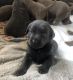 Labrador Retriever Puppies for sale in Beaumont, CA, USA. price: NA