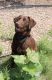 Labrador Retriever Puppies for sale in Elizabeth, CO 80107, USA. price: NA