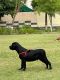 Labrador Retriever Puppies for sale in Fatehabad, Haryana 125050, India. price: 30000 INR