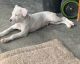 Labrador Retriever Puppies for sale in Deltona, FL, USA. price: NA