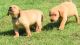 Labrador Retriever Puppies for sale in CA-99, Red Bluff, CA, USA. price: NA