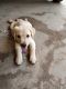 Labrador Retriever Puppies for sale in Mothi Nagar Main Rd, Kaveri Nagar, Porur, Chennai, Tamil Nadu 600116, India. price: 13000 INR