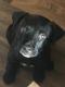 Labrador Retriever Puppies for sale in Riverside, Austin, TX 78741, USA. price: NA