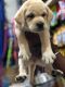 Labrador Retriever Puppies for sale in Haryana 132001, India. price: 14000 INR
