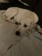 Labrador Retriever Puppies for sale in Northbridge, MA 01534, USA. price: $1,100