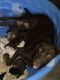 Labrador Retriever Puppies for sale in Forest City, NC 28043, USA. price: $500