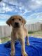 Labrador Retriever Puppies for sale in San Antonio, TX 78244, USA. price: $600
