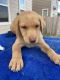 Labrador Retriever Puppies for sale in San Antonio, TX 78244, USA. price: NA