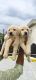 Labrador Retriever Puppies for sale in Shirdi, Maharashtra, India. price: 10000 INR
