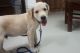 Labrador Retriever Puppies for sale in Chandigarh, India. price: 80000 INR