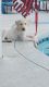 Labrador Retriever Puppies for sale in Lakeland, FL, USA. price: $1,200