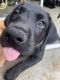 Labrador Retriever Puppies for sale in 819 Old Dickerson Pike, Goodlettsville, TN 37072, USA. price: $700