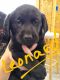 Labrador Retriever Puppies for sale in Paulding, OH 45879, USA. price: $800