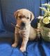 Labrador Retriever Puppies for sale in Clare, MI 48617, USA. price: NA