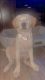 Labrador Retriever Puppies for sale in 1332 Walnut Ave, Long Beach, CA 90813, USA. price: NA
