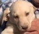 Labrador Retriever Puppies for sale in Newberry Springs, CA 92365, USA. price: $2,000