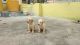 Labrador Retriever Puppies for sale in Vijinapura, Dooravani Nagar, Bengaluru, Karnataka 560016, India. price: 18 INR