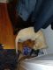 Labrador Retriever Puppies for sale in Naperville, IL 60565, USA. price: $650
