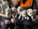 Labrador Retriever Puppies for sale in Shimlapuri, Ludhiana, Punjab, India. price: 14000 INR