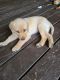 Labrador Retriever Puppies for sale in West Chicago, IL, USA. price: NA