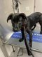 Labrador Retriever Puppies for sale in Champaign, IL 61822, USA. price: NA