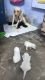 Labrador Retriever Puppies for sale in Gorakhpur, Uttar Pradesh, India. price: 9000 INR