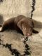 Labrador Retriever Puppies for sale in Curtice, OH, USA. price: NA