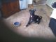 Labrador Retriever Puppies for sale in Titus, AL 36080, USA. price: NA
