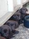 Labrador Retriever Puppies for sale in Centralia, WA, USA. price: $1,200