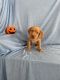 Labrador Retriever Puppies for sale in Whittier, CA, USA. price: NA