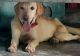 Labrador Retriever Puppies for sale in Ghataro Chaturbhuj, Bihar 844119, India. price: 15000 INR