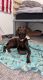 Labrador Retriever Puppies for sale in Orem, UT, USA. price: $100