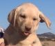 Labrador Retriever Puppies for sale in Newberry Springs, CA 92365, USA. price: $2,000