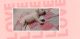 Labrador Retriever Puppies for sale in Tikiapara, Howrah, West Bengal 711101, India. price: 10000 INR