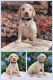 Labrador Retriever Puppies for sale in Dade City, FL, USA. price: NA