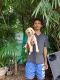 Labrador Retriever Puppies for sale in Thane West, Thane, Maharashtra, India. price: 5000 INR