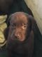 Labrador Retriever Puppies for sale in Culpeper, VA 22701, USA. price: $800
