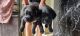 Labrador Retriever Puppies for sale in Vijayanagar, Mysuru, Karnataka, India. price: 30000 INR