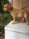 Labrador Retriever Puppies for sale in Bloomfield, IN 47424, USA. price: NA