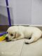 Labrador Retriever Puppies for sale in Manikonda Jagir, Telangana, India. price: 22000 INR