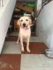 Labrador Retriever Puppies for sale in Tiruchirappalli, Tamil Nadu, India. price: 30000 INR