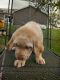 Labrador Retriever Puppies for sale in Aplington, IA 50604, USA. price: NA