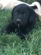 Labrador Retriever Puppies for sale in New Holland, SD, USA. price: $500