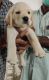 Labrador Retriever Puppies for sale in Adyar, Chennai, Tamil Nadu, India. price: NA